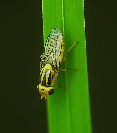 Réf. 199 195 : Chlorops sp.